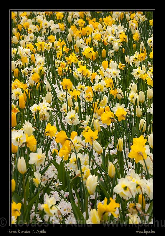 Keukenhof Hollandia 035.jpg